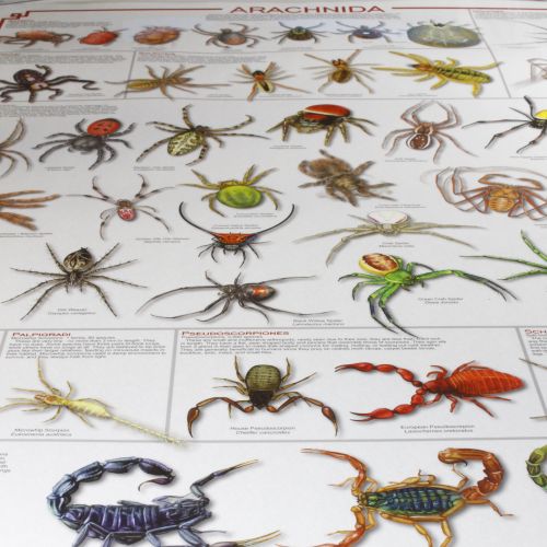 Poster - \'Arachnidia\' Spiders, 52 Specimens, 24\"x36\"